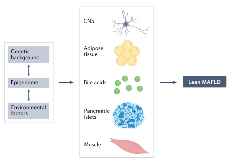Nature綜述：近26%的瘦人也有脂肪肝，改善代謝失調(diào)是關(guān)鍵！