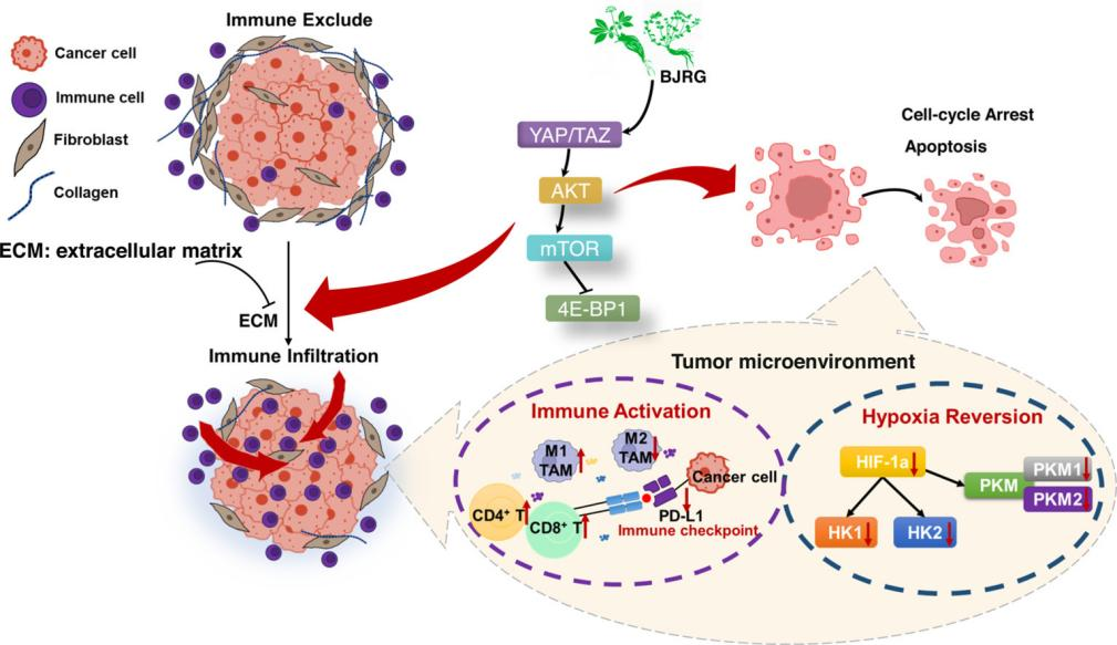 復(fù)方鱉甲軟肝片抗肝內(nèi)膽管癌機(jī)制新發(fā)現(xiàn) 為肝癌治療提供新思路